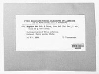 Sphaerulina gei image